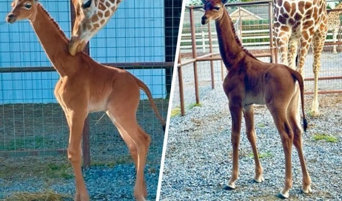 A 'perfect' giraffe was born at a US zoo (3 photos + 1 video)