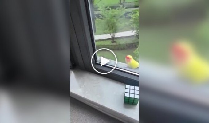 Lost parrot picks a very lucky window