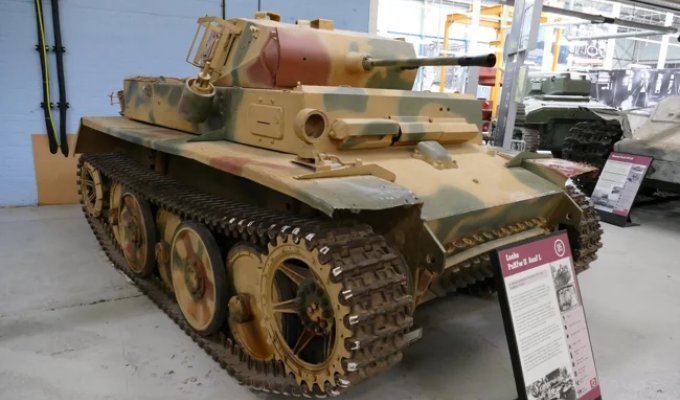 Рысь из Нормандии (5 фото)