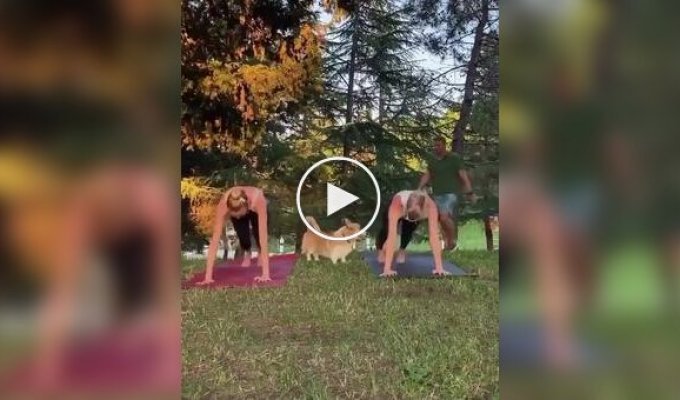 When a corgi decided that yoga wouldn't happen without her