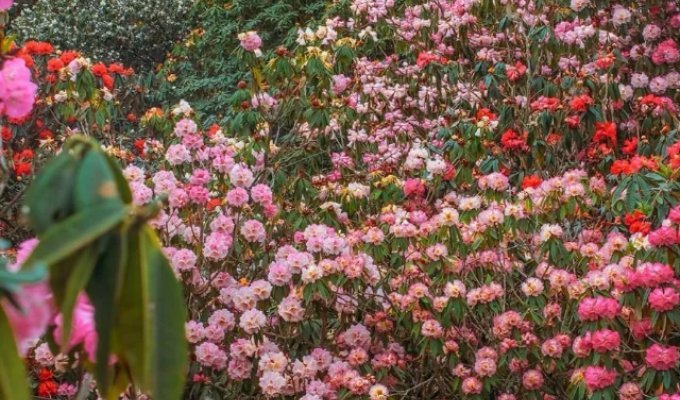 A sea of ​​flowers Guizhou (7 photos + video)