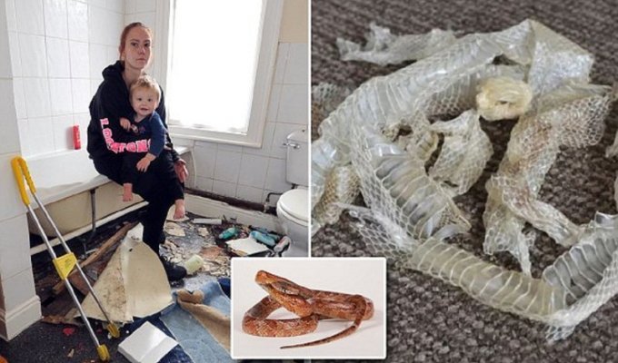 Мать с ребенком обнаружила в новом доме клубок змей (5 фото)