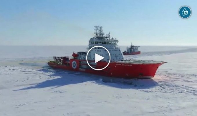 Экипаж российского ледокола спас собаку во льдах Карского моря