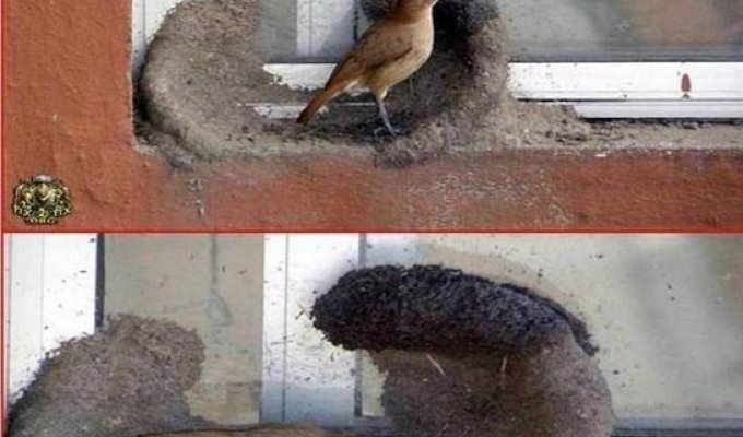 Как птица вьет гнездо (11 фотографий)