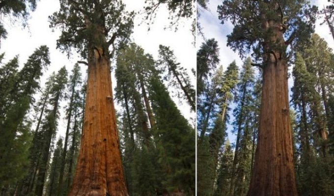 Nobody saw the redwoods die (11 photos)