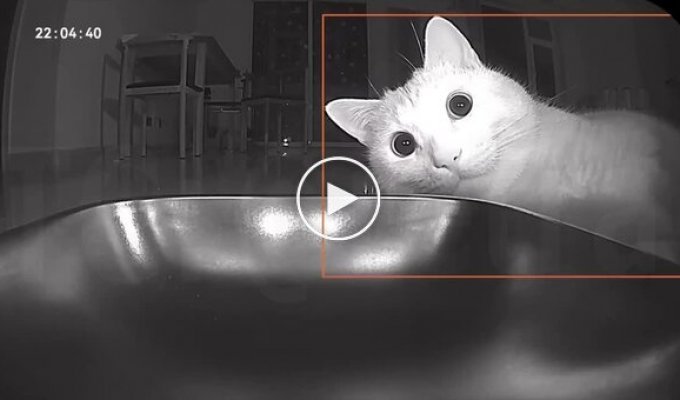 Автокормушка сломала кота