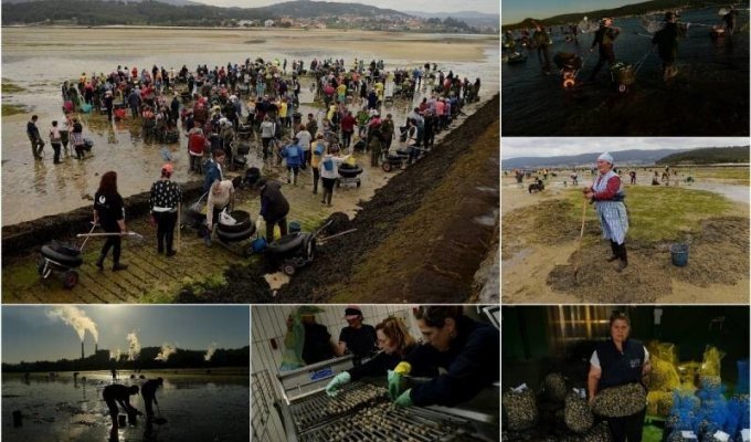 Як іспанські "морські селяни" добувають молюсків (18 фото)