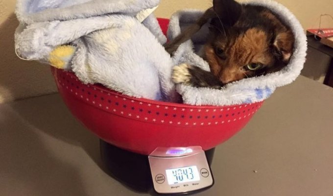 Очень маленький вес взрослой кошки (7 фото + 1 видео)