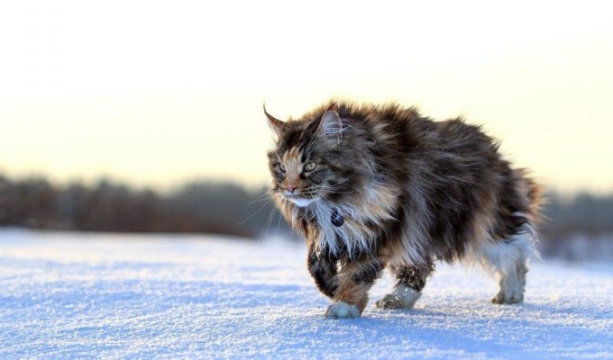Лісова норвезька: Кішка-вікінг із тришаровою шубою навчилася виживати при зубодробних морозах (5 фото)