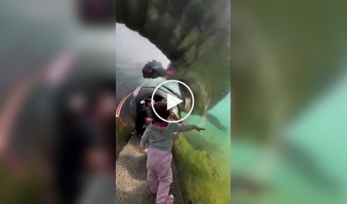 Face to face with a crocodile: Transparent tunnel at Miami Zoo