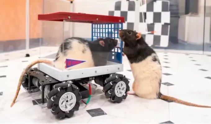 Scientists taught rats to drive and developed a passion for speed in them (2 photos + 2 videos)