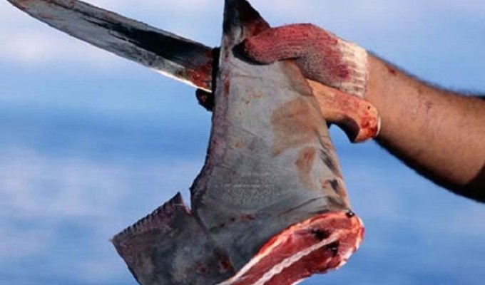 Акулы оказались на грани вымирания из-за любителей деликатесов из плавников (24 фото)