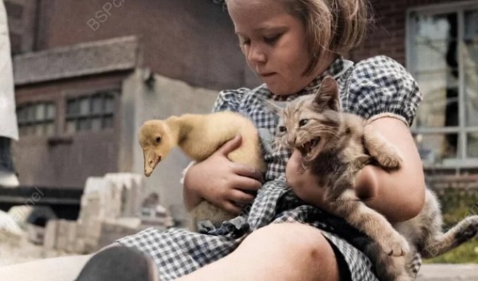 A collection of funny and amusing photos of cats that will lift your spirits (21 photos)