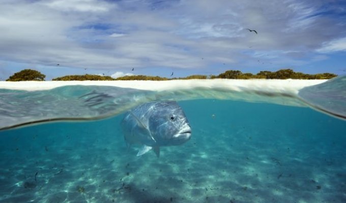 У Сейшельских островов засняли, как рыба поймала птицу (7 фото)