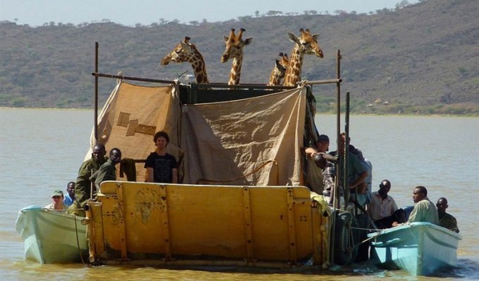 Транспортировка жирафов (6 фото)