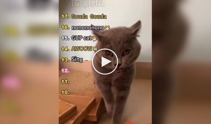 Разнообразие кошачьих звуков