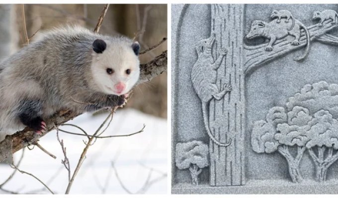 A Monument to a Strategic Animal in the World's Opossum Capital (7 Photos + 1 Video)