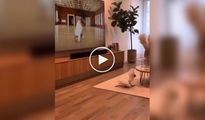 Попугай учится брейк-дансу