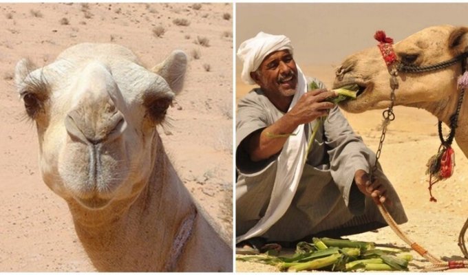 Зачем верблюда кормят змеями (4 фото)