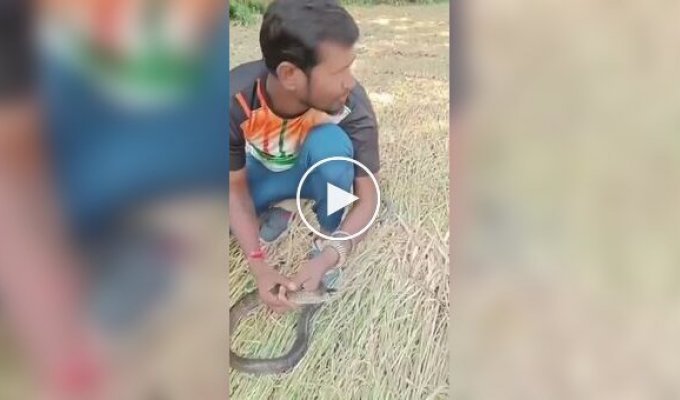 Индиец реанимировал змею, которую ударило током