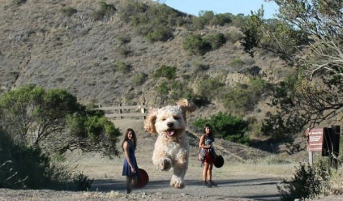 20 фотографий, на которых собаки выглядят настоящими гигантами (20 фото)