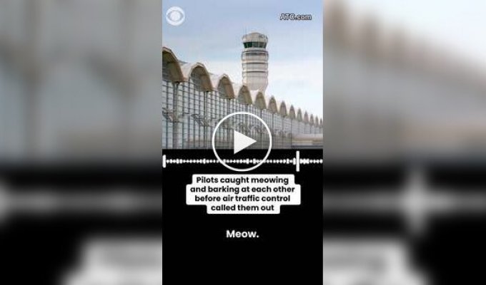 Пілоти літака нявкали і гавкали під час польоту