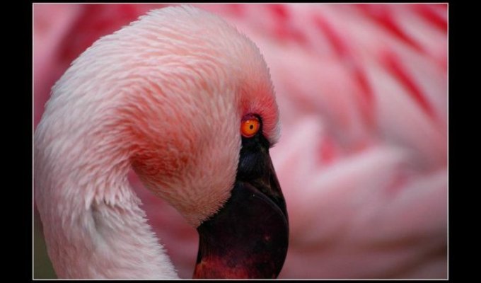  Фламинго (30 Фото)