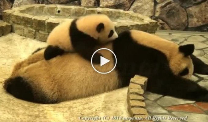 Панда пытается разбудить маму