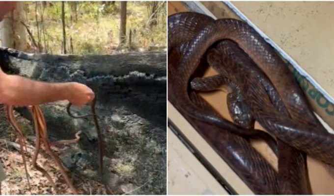 Many snakes were found in the roof of a house in Australia (5 photos + 1 video)