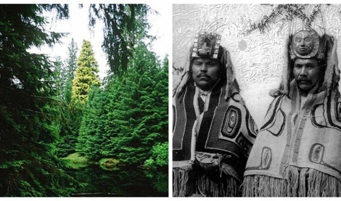 The Legend of the Golden Spruce (6 photos)