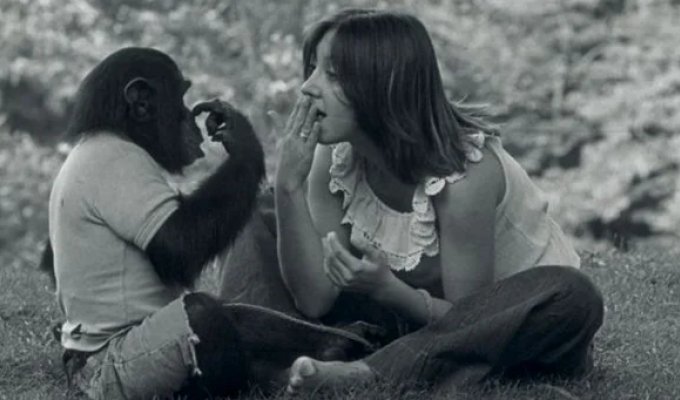 The Tragic Story of Nim Chimpsky: Can an Ape Really Become Human? (9 Photos)