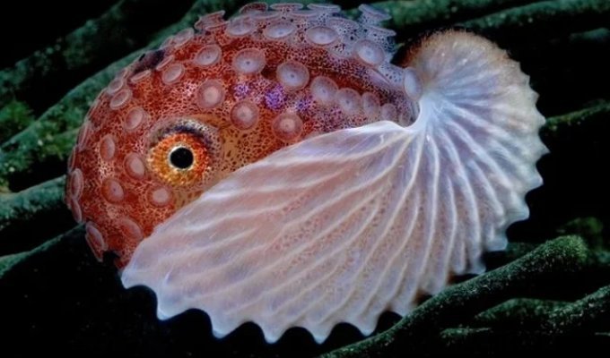 Аргонавт: осьминог с раковиной, которая ни от чего не защищает (5 фото)