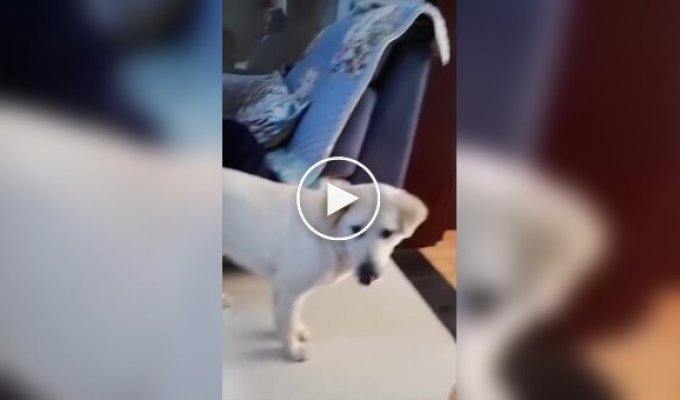 Кошка подумала, что пес обидел котенка