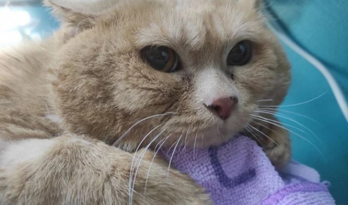 Kroshik the cat weighing 17 kg tried to escape, but got stuck in a shoe rack (4 photos + 1 video)