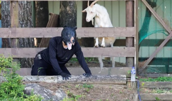 Japan holds "bear drills" following a series of bear attacks (2 photos + 1 video)