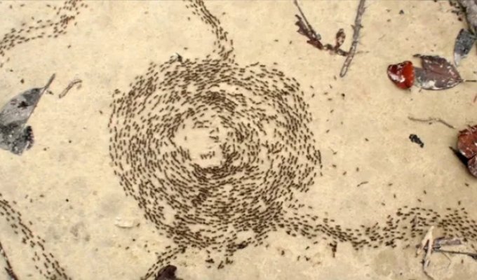 Circles of death: hundreds of ants dance in a circle until they are exhausted. What is this strange phenomenon? (10 photos)