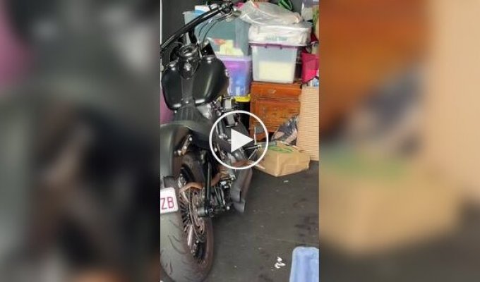 Крупная ядовитая змея забралась на мотоцикл