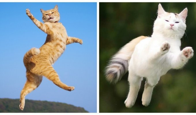 Cat and flight - two unexpected components of one soul (21 photos)