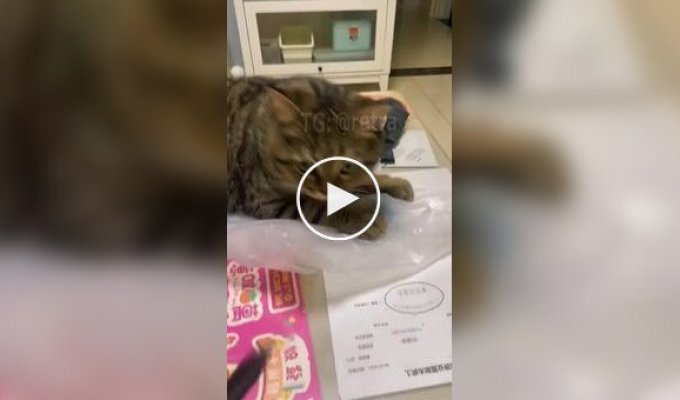 Нелюбимые звуки котов