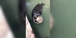 Sea otter shows man his favorite stone