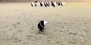 Хозяин собачек поставил необычную задачу — разделить уток на черных и белых