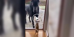 Мелкие «храбрые» собачки против гигантов