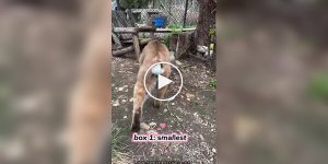 Выбираем коту коробку