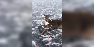 Мужик на коньках спас оленят