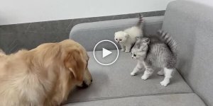 Кошка помогла котятам подружиться с псом