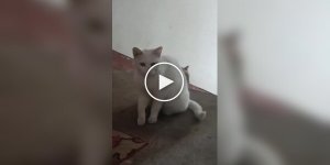 Бездомная кошка познакомила котенка с человеком, который ее подкармливал