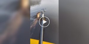 Otter greets its savior