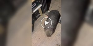 Вомбат обожает обнимашки