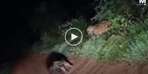 Ягуар атаковал муравьеда в неожиданный момент
