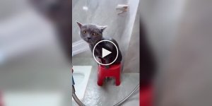 Купание воспитанного кота